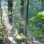 Energieversteck Wald - Waldforum-Juniortag